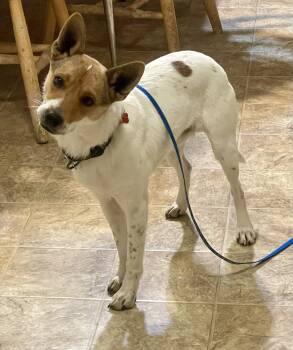 Rescue Rat Terrier and Australian Cattle Dog Blue Heeler Dogs for Adoption in Tracy, Minnesota - Pete | PetCurious