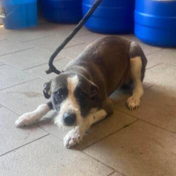 Jillian Stray Hold 7/8 -  Mixed Breed Dog for Adoption in Huntington, West Virginia - Jillian Stray Hold 7/8 | PetCurious