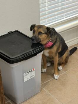 Rescue German Shepherd Dog and Labrador Retriever Dogs for Adoption in Mckinney, Texas - Gracie | PetCurious