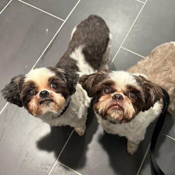 Bandit & Coco - Bonded Pair -  Shih Tzu Dog for Adoption in Philadelphia, Pennsylvania - Bandit & Coco - Bonded Pair | PetCurious