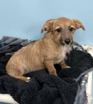 Mixed Breed Dogs Available for Adoption in Hazlet, New Jersey - Henry | PetCurious