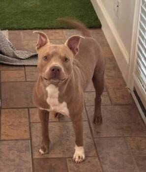RUPERT -  Staffordshire Bull Terrier and Mixed Breed Dog for Adoption in Houston, Texas - RUPERT | PetCurious