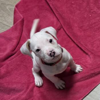 Bronco -  Boxer and Pit Bull Terrier Dog for Adoption in Wyandotte, Michigan - Bronco | PetCurious