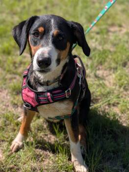 Sierra -  Entlebucher Dog for Adoption in Marble Falls, Texas - Sierra | PetCurious