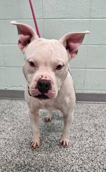 Daisy -  Terrier Dog for Adoption in Athens, Tennessee - Daisy | PetCurious