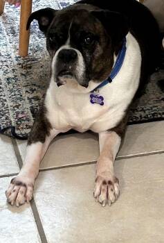 Rescue Boxer Dogs for Adoption in Park Row, Texas - DENZEL | PetCurious