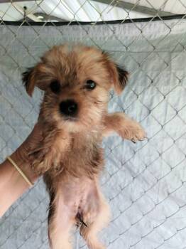 Girl 1 -  Morkie Dog for Sale in Linden, North Carolina - Girl 1 | PetCurious