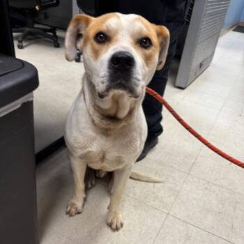 Alfred -  Pit Bull Terrier Dog for Adoption in Saint Joseph, Missouri - Alfred | PetCurious