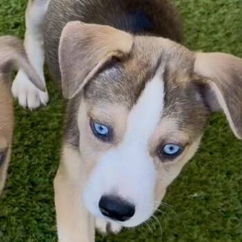 DOLLY 9168 -  Terrier and Mixed Breed Dog for Adoption in Loxahatchee Groves, Florida - DOLLY 9168 | PetCurious