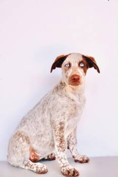 Monstera -  Australian Shepherd and Catahoula Leopard Dog Dog for Adoption in San Diego, California - Monstera | PetCurious