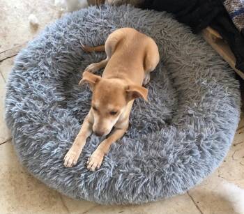 Chihuahua Dogs Available for Adoption in Estes Park, Colorado - Richy | PetCurious