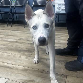 Frost -  Husky and Shepherd Dog for Adoption in Newark, New Jersey - Frost | PetCurious
