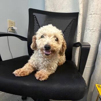 Wookie -  Poodle Dog for Adoption in Blair, Wisconsin - Wookie | PetCurious