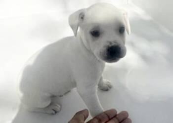 Q-TIP -  Labrador Retriever and Mixed Breed Dog for Adoption in Houston, Texas - Q-TIP | PetCurious