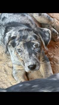 River -  Catahoula Leopard Dog Dog for Adoption - River | PetCurious