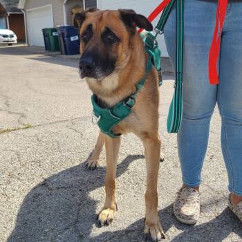 Rescue German Shepherd Dog and Mixed Breed Dogs for Adoption in Oak Park, Illinois - Totoro | PetCurious