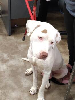 Peaches -  Mixed Breed Dog for Adoption in Springfield, Ohio - Peaches | PetCurious
