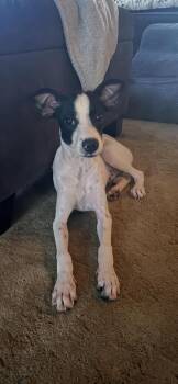 Bo -  Chihuahua Dog for Adoption - Bo | PetCurious