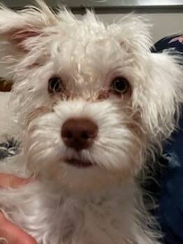 Rescue Havanese and Maltese Dogs for Adoption in Los Angeles, California - Blanca | PetCurious