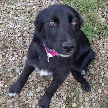 Border Collie Dogs Available for Adoption in Hackett, Arkansas - Cricket | PetCurious