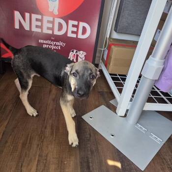 Sleepy -  Xoloitzcuintli Mexican Hairless and Pit Bull Terrier Dog for Adoption in West Hollywood, California - Sleepy | PetCurious