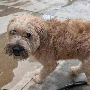 Ryder -  Wheaten Terrier Dog for Adoption in Freeport, Florida - Ryder | PetCurious