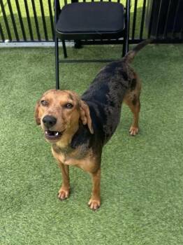 Rescue Catahoula Leopard Dog and Black And Tan Coonhound Dogs for Adoption in Maryville, Tennessee - Penny | PetCurious