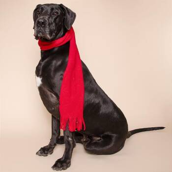 Great Dane Dogs Available for Adoption - Hoss | PetCurious