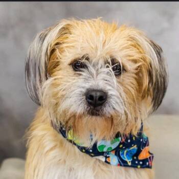 Wheaten Terrier Dogs Available for Adoption in Shiloh, Illinois - Reggie So Il | PetCurious