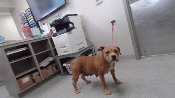 Pit Bull Terrier and Mixed Breed Dogs Available for Adoption in Pasadena, Texas - A184241 | PetCurious