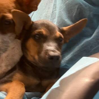 Pickle -  Australian Cattle Dog Blue Heeler Dog for Adoption in Yuma, Arizona - Pickle | PetCurious