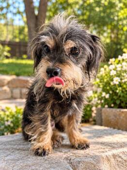 Mikki -  Terrier Dog for Adoption in Lucas, Texas - Mikki | PetCurious