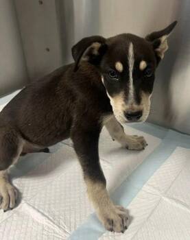 Gortash -  Mixed Breed Dog for Adoption in Vancouver, Washington - Gortash | PetCurious