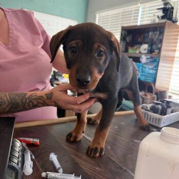 Andie -  Shepherd Dog for Adoption in Wappingers Falls, New York - Andie | PetCurious