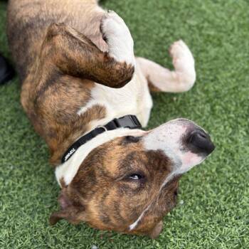 Tux -  Pit Bull Terrier Dog for Adoption in Batavia, Ohio - Tux | PetCurious