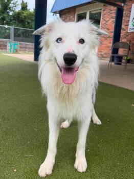 Flash -  Border Collie Dog for Adoption in Radcliff, Kentucky - Flash | PetCurious