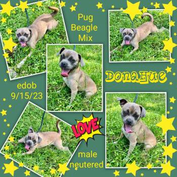 Donahue MD13791-T - Lots of Energy -  Puggle and Beagle Dog for Adoption in Missouri City, Texas - Donahue MD13791-T - Lots Of Energy | PetCurious