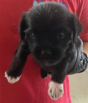 MORRIS -  Norfolk Terrier and Mixed Breed Dog for Adoption in San Bernardino, California - MORRIS | PetCurious