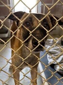 Belgian Shepherd Malinois and Mixed Breed Dogs Available for Adoption in Savannah, Georgia - FEL WINTER | PetCurious