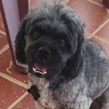 NICO JONES (out of town) -  Shih Tzu Dog for Adoption in New York, New York - NICO JONES (out Of Town) | PetCurious