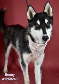 Benny - URGENT -  Husky Dog for Adoption in Thousand Oaks, California - Benny - URGENT | PetCurious