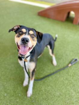 Rescue Australian Cattle Dog Blue Heeler and Pit Bull Terrier Dogs for Adoption in Salt Lake City, Utah - Smartie | PetCurious