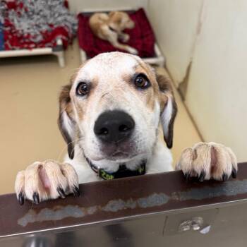 Sandi - Chino Hills Location -  Hound and Mixed Breed Dog for Adoption in Chino Hills, California - Sandi - Chino Hills Location | PetCurious