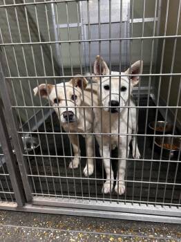 Shepherd Dogs Available for Adoption in Gautier, Mississippi - Layla | PetCurious