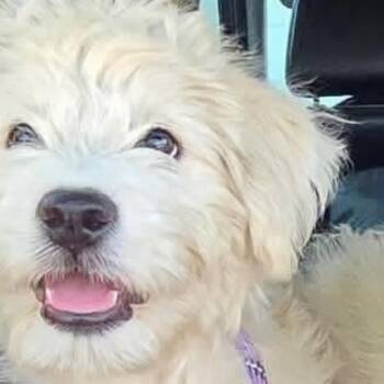 Dandy -  Goldendoodle Dog for Adoption in Larkfield-wikiup, California - Dandy | PetCurious