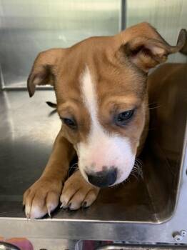 GINGER SPICE -  American Staffordshire Terrier and Mixed Breed Dog for Adoption in Grand Prairie, Texas - GINGER SPICE | PetCurious