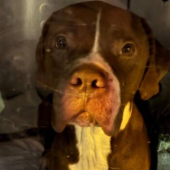 Bill Bailey -  Mixed Breed Dog for Adoption in Philadelphia, Pennsylvania - Bill Bailey | PetCurious