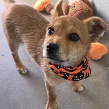 Fry -  Chihuahua Dog for Adoption in Goleta, California - Fry | PetCurious