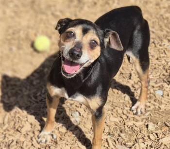 Rescue Chihuahua and Mixed Breed Dogs for Adoption in Albuquerque, New Mexico - BECKY | PetCurious