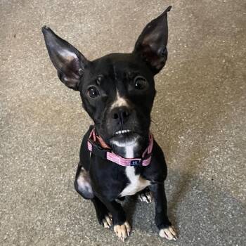 Boston Terrier and Chihuahua Dogs Available for Adoption - Regina | PetCurious